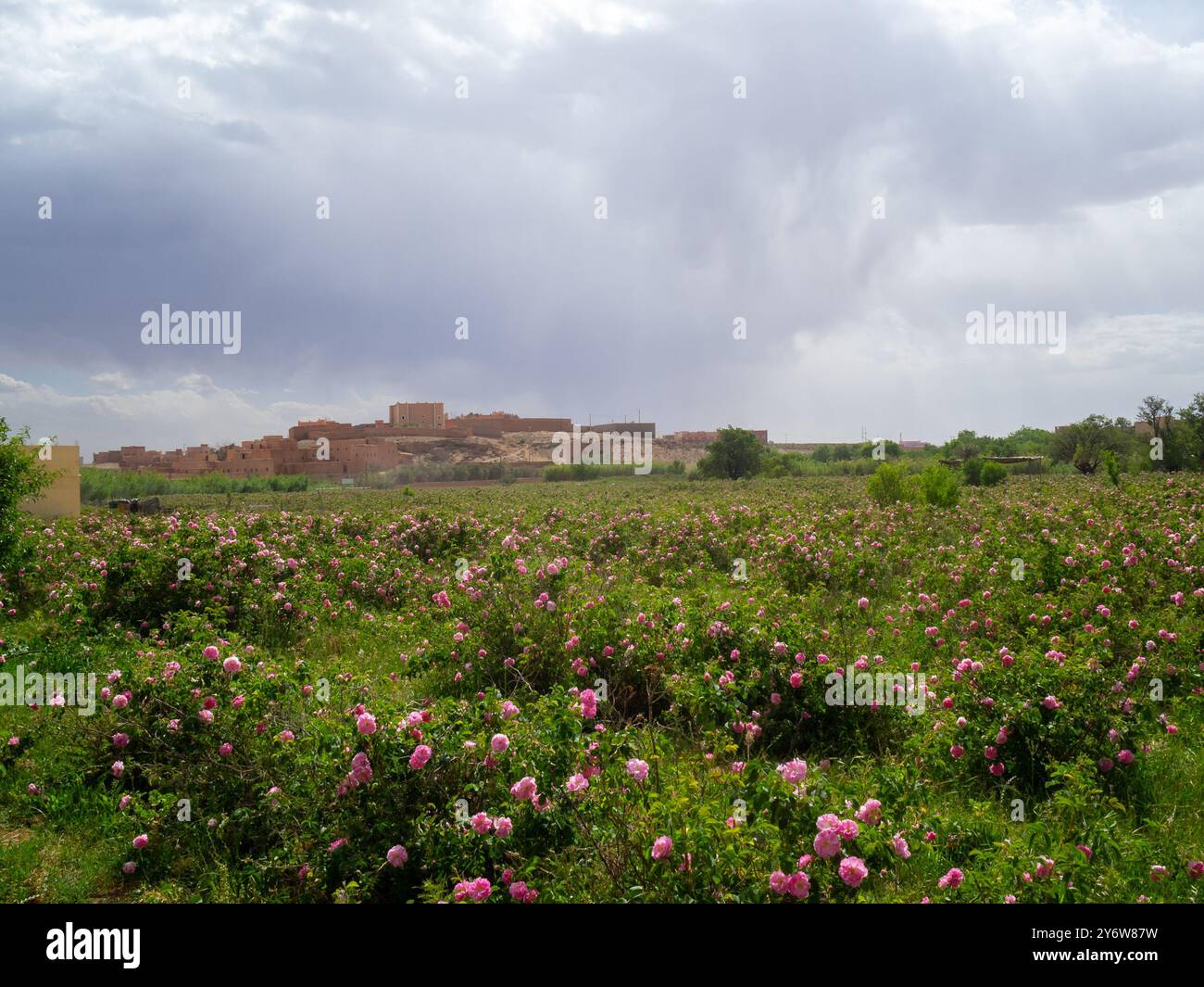 Dades Valley Rosen Plantagen, Marokko Stockfoto