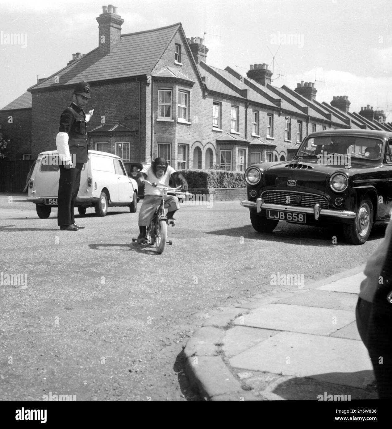 SCHIMPANSE ROSIE AUF EINEM FAHRRAD AM 1. JUNI 1961 Stockfoto