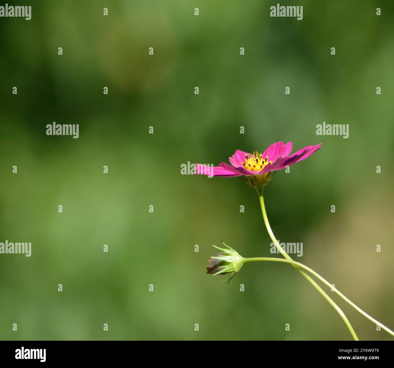 Schöne rosa Blume mit grünem, verschwommenem Hintergrund und einem kleinen Bourgeon Stockfoto