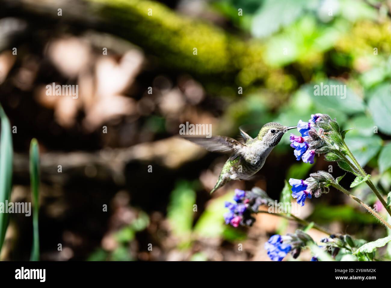 Gefangen in einem Moment der Magie: Ein Kolibri tanzt von Blume zu Blume. Stockfoto