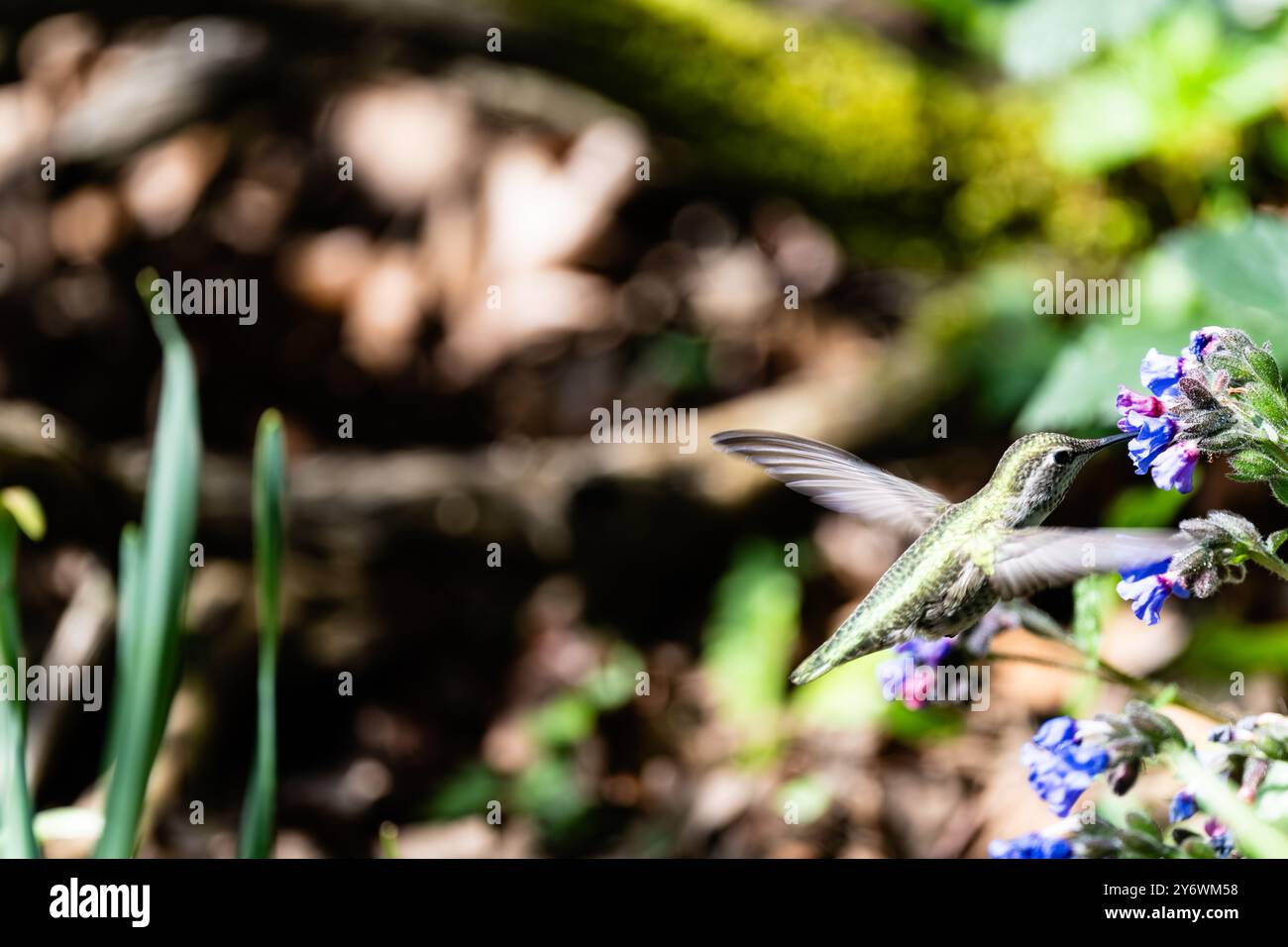 Der kleine akrobat der Natur schlürft an der Süße der leuchtenden Blüten. Stockfoto