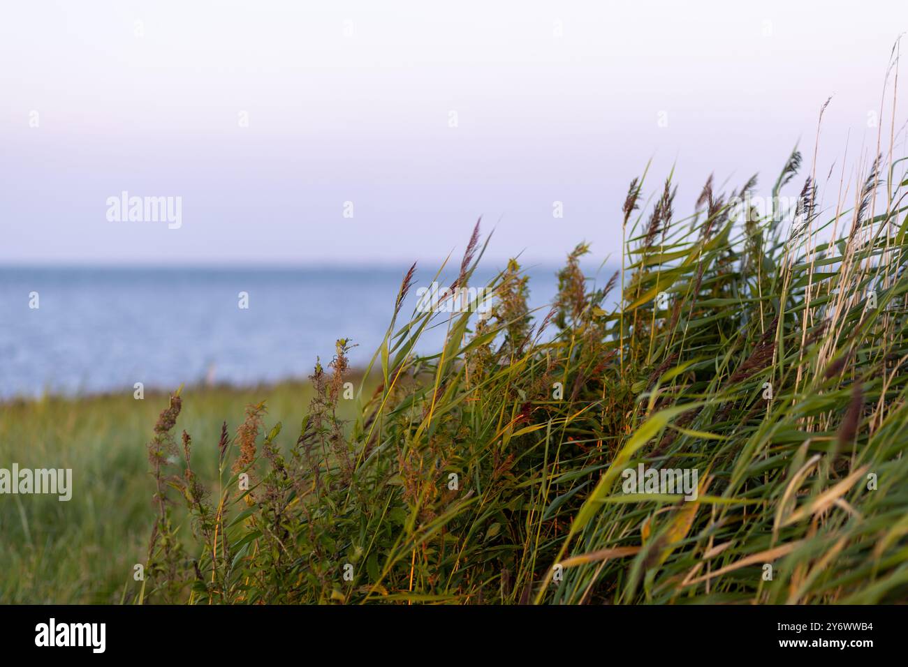 Hohes Gras entlang der Küste bewegt sich leicht in der Abendbrise, wenn die Sonne untergeht, und schafft eine ruhige Atmosphäre in der Nähe des ruhigen Wassers. Stockfoto