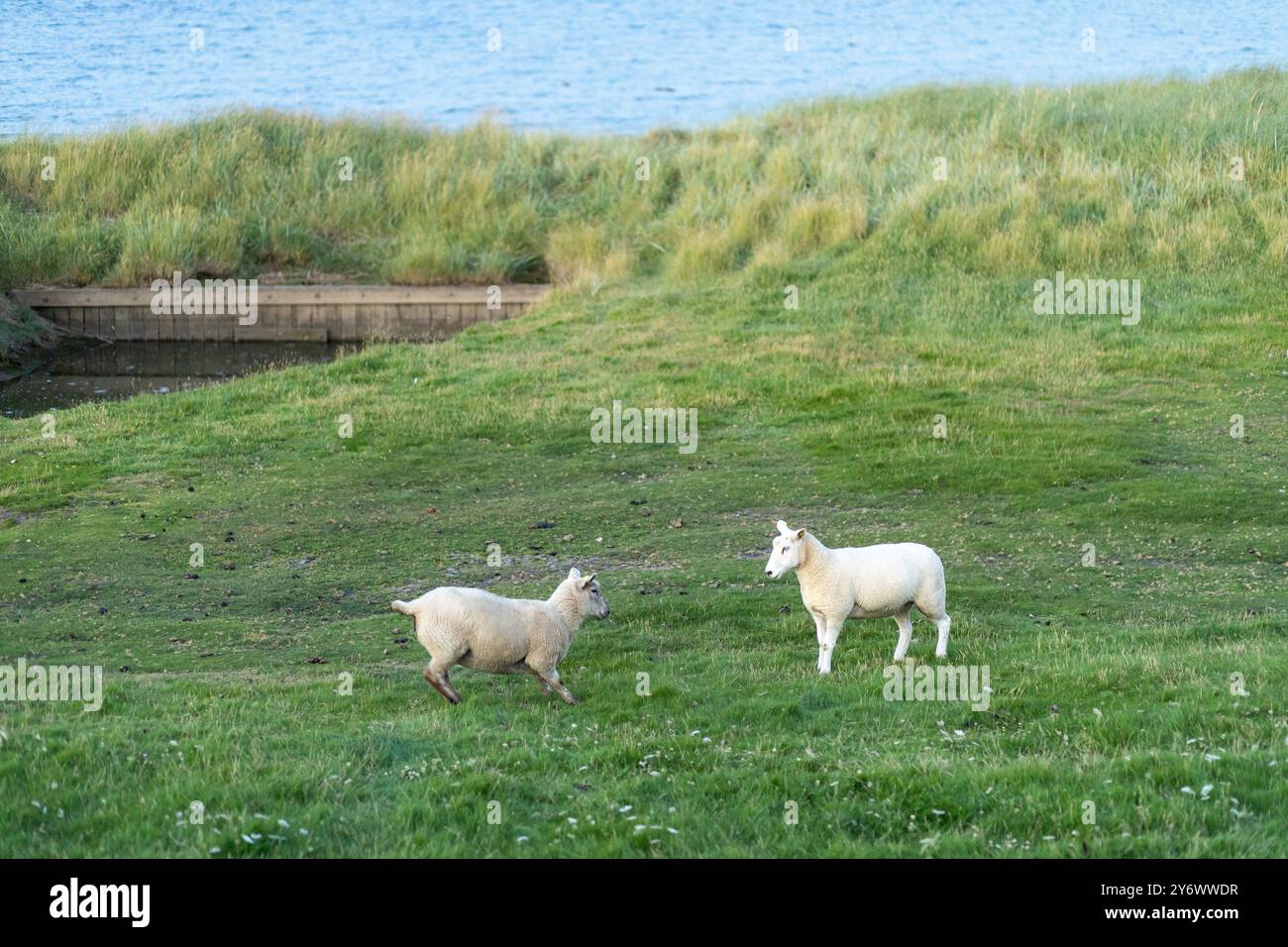 Zwei verspielte Schafe laufen auf einer hellgrünen Wiese herum und genießen den sonnigen Nachmittag neben einem ruhigen Gewässer im Hintergrund. Stockfoto