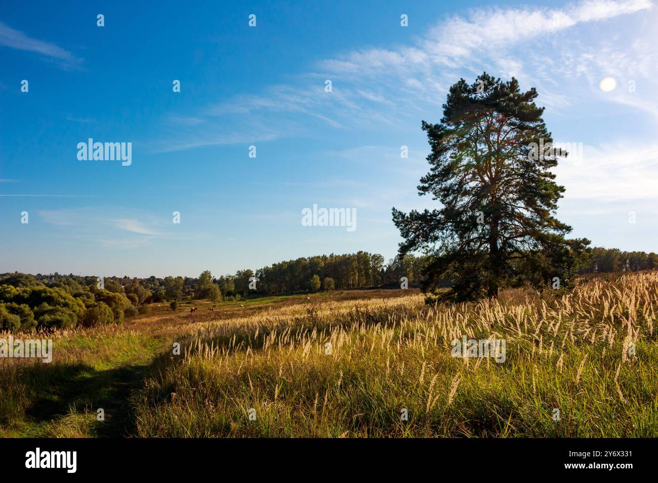 Ländliche Weidelandschaft mit einer einsamen Kiefer inmitten einer Weide Stockfoto