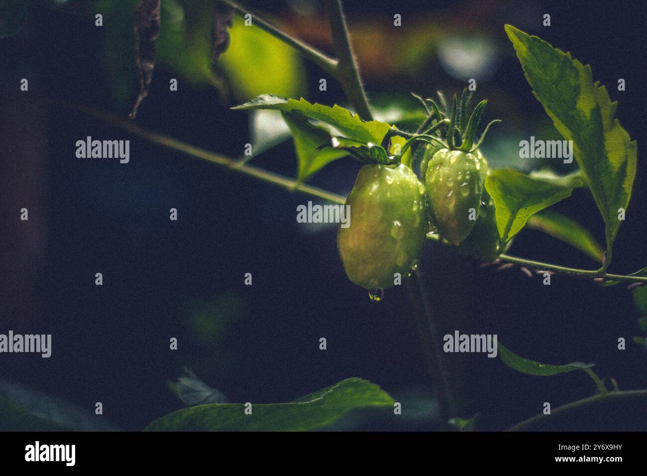 Frische Tomaten auf der Vine Stockfoto