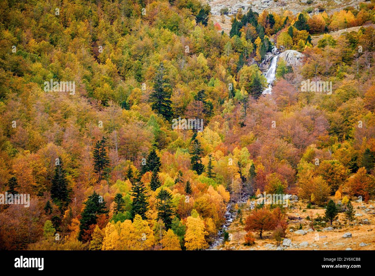 Gemischter Laubwald, Molières Tal, Aran, Lleida, Pyrenäen, Katalonien, Spanien, Europa. Stockfoto