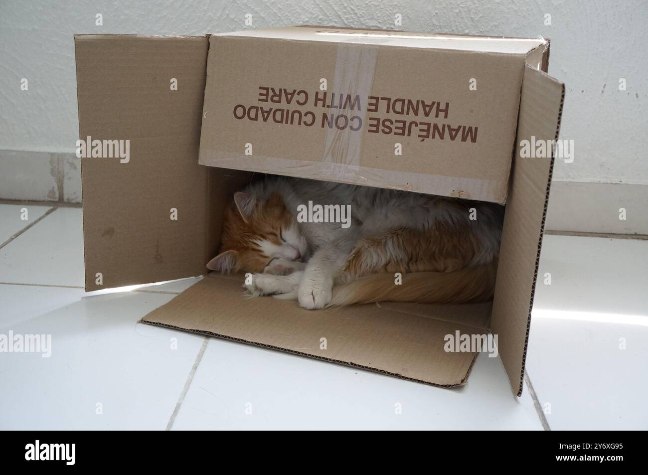 Katze, die in der Box schläft Stockfoto
