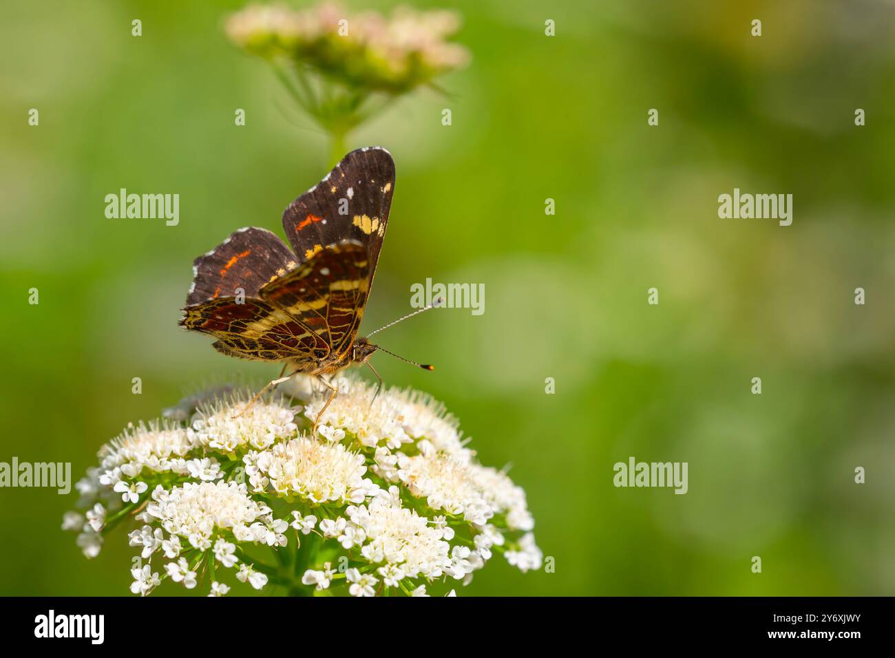 Karte Schmetterling Fütterung auf Blume, Europakarte, Araschnia levana Stockfoto