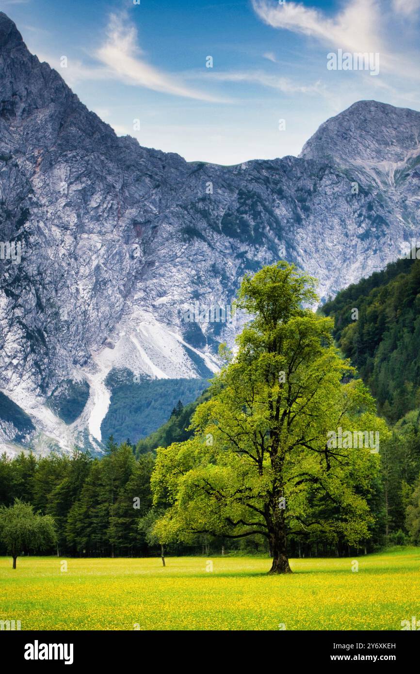 Plesnik Ulme auf der Wiese mit Bergen im Hintergrond. Stockfoto