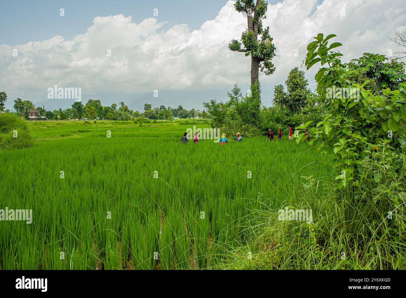 08 30 2008 Landwirtschaft auf dem Feld am alten Geburtsort. Von Mayadevi die Mutter des Herrn Buddha Devdha Dev Daha Devdaha Rupandehi Bezirk Nepal Asien - Stockfoto 08 30 2008 Landwirtschaft auf dem Feld am alten Geburtsort. Von Mayadevi die Mutter des Herrn Buddha Devdha Dev Daha Devdaha Rupandehi Bezirk Nepal Asien - Stockfoto