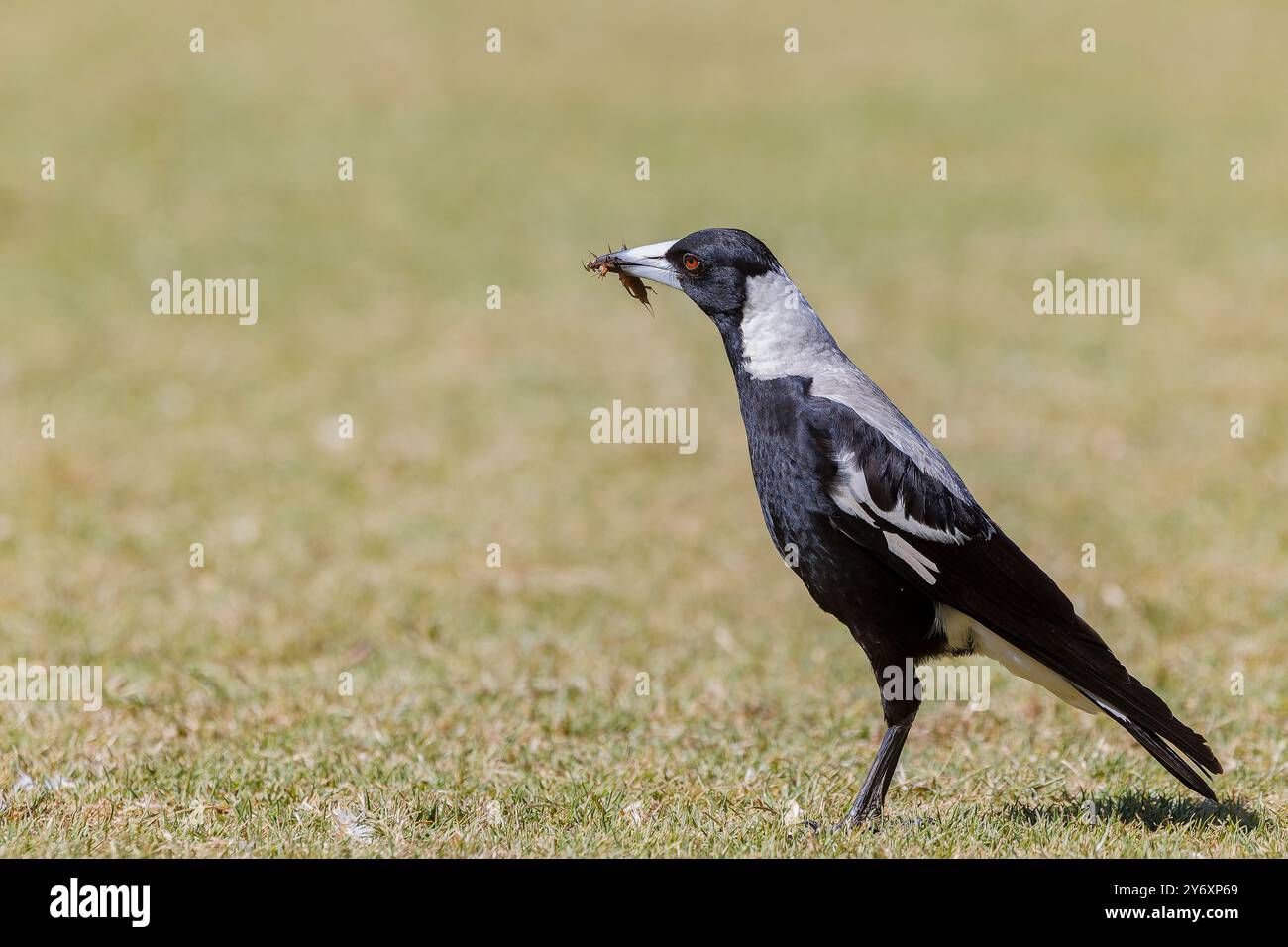 Eine weibliche australische Elster, die Insekten isst, die sie aus dem Boden in einem offenen Grasgebiet geerntet hat. Stockfoto