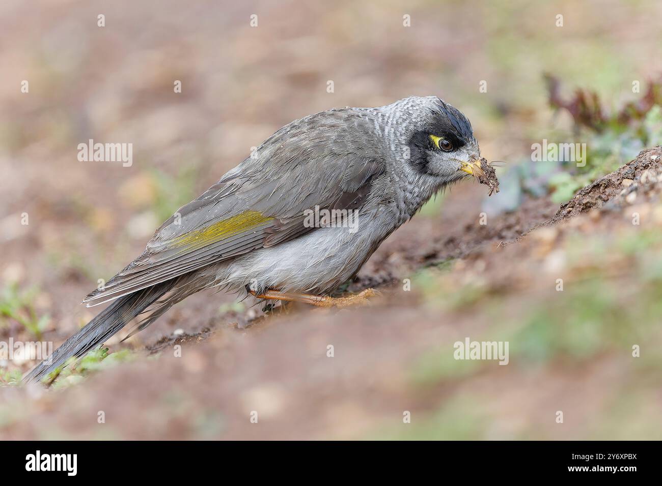 Ein australischer Noisy Miner, der durch den Schlamm sucht, auf der Suche nach Maden und Insekten zum Essen. Stockfoto