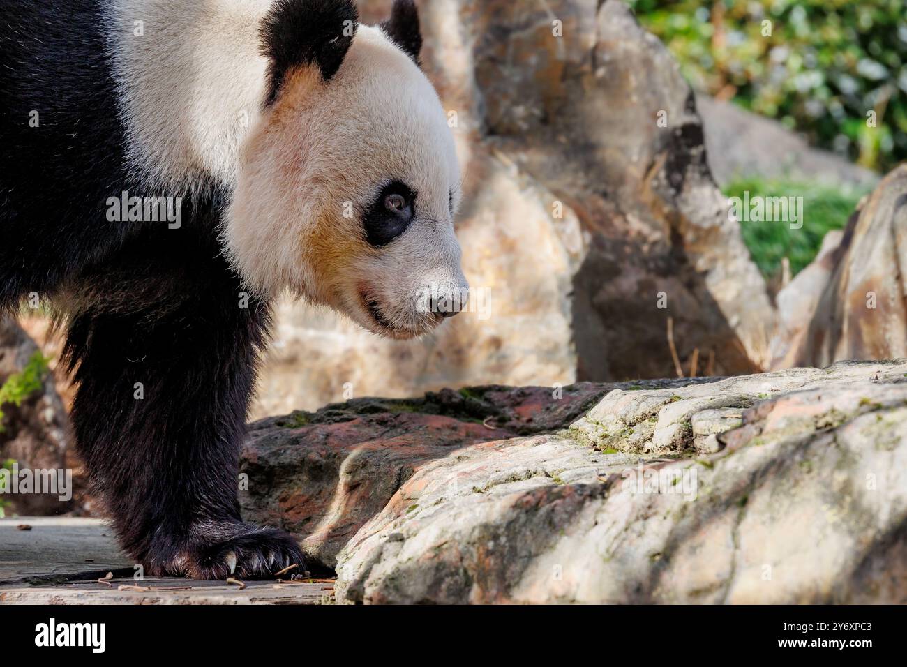 Riesiger Panda schlendert durch sein Gehege in einem öffentlichen Zoo. Stockfoto