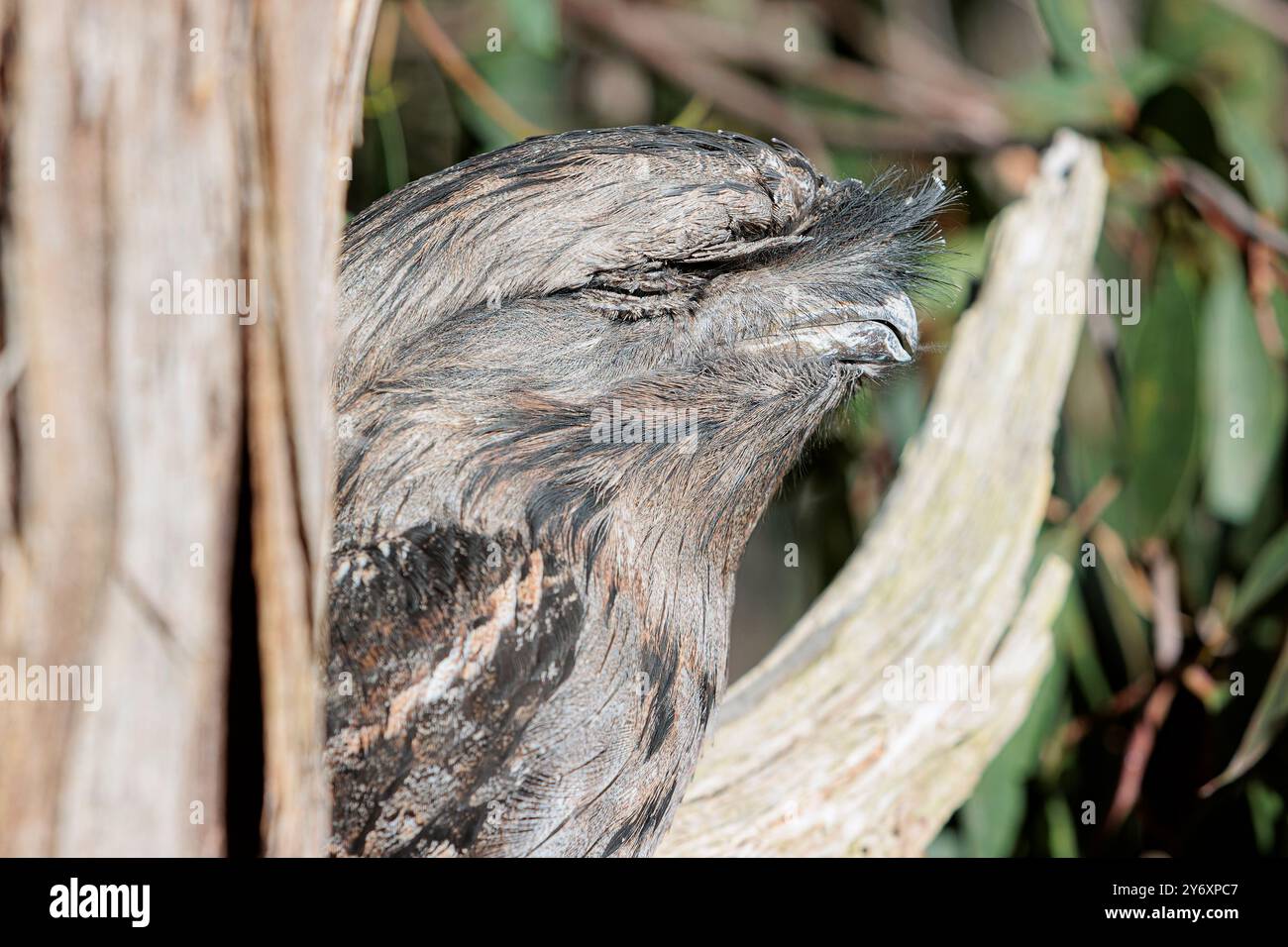 Nahaufnahme des Kopfes eines einsamen Tawny-Frosch-Mauls, der tagsüber ruhig auf einem Ast sitzt. Stockfoto
