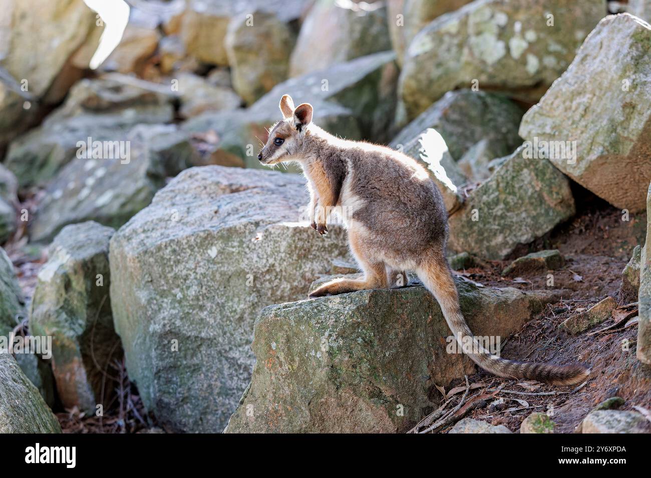 Der junge Gelbfüßige Rock-Wallaby sitzt wachsam und beobachtet die felsige Umgebung der Hügel. Stockfoto