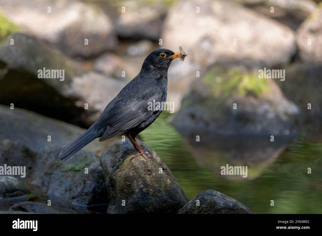 Ein männlicher gemeiner Blackbird mit Mayfly an einem Fluss in North Yorkshire. UK Stockfoto