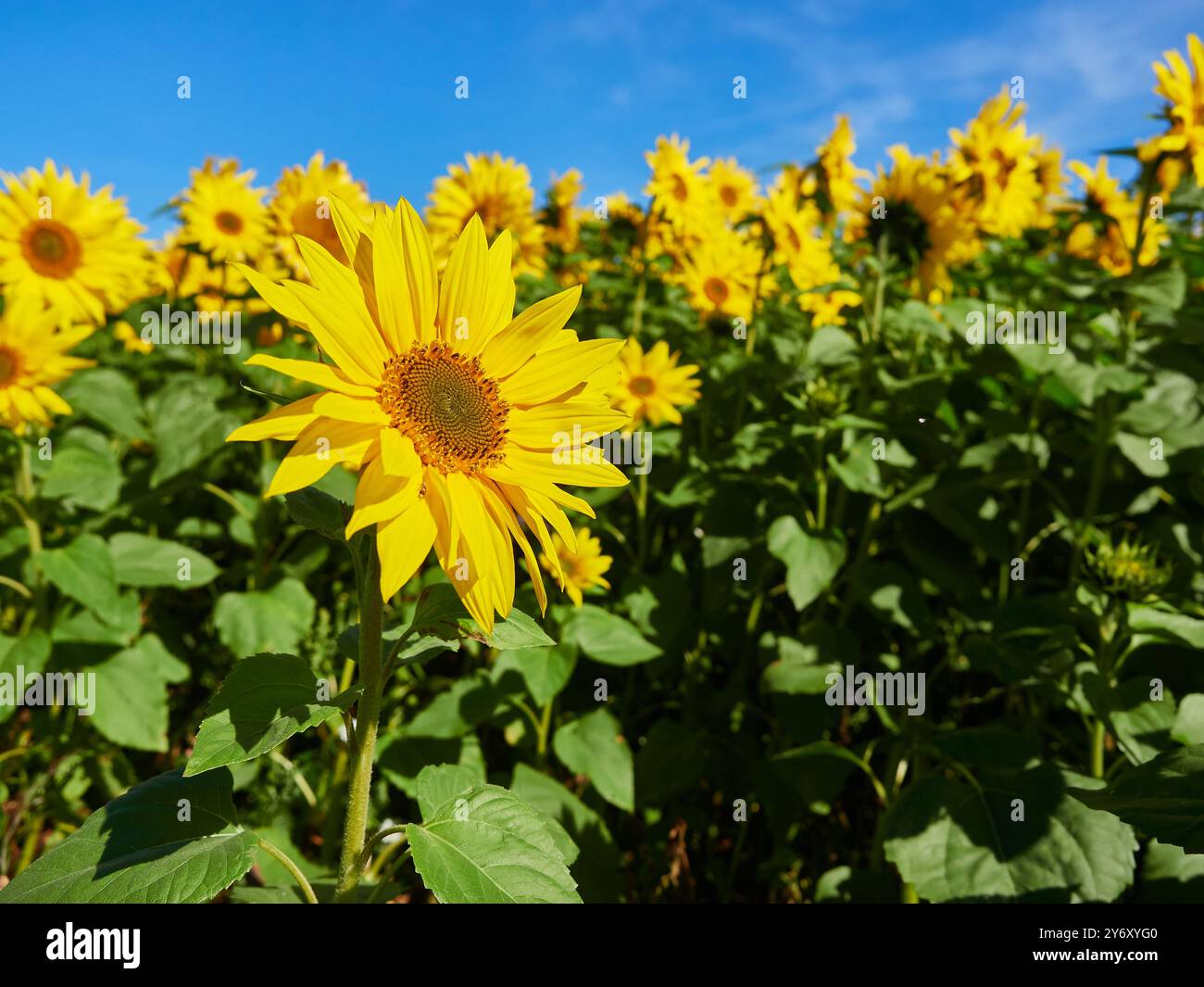 Nahaufnahme einer Sonnenblume in einem Sonnenblumenfeld vor einem blauen Himmel Stockfoto