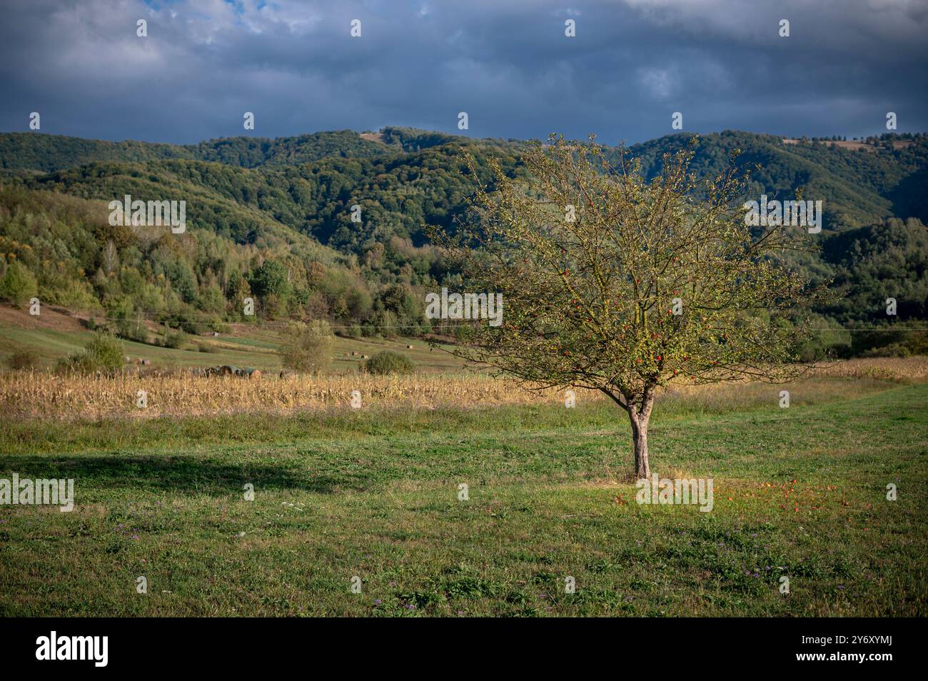 Im Herbst steht ein einsamer Apfelbaum mit ein paar Äpfeln hoch vor der Kulisse sanfter Hügel. Stockfoto