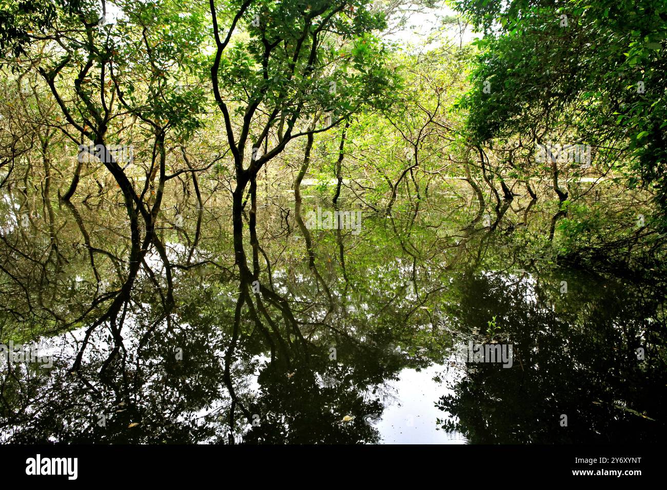 Ein Sumpf in der Nebenzone von Angkor Wat in Siem Reap, Kambodscha. Stockfoto