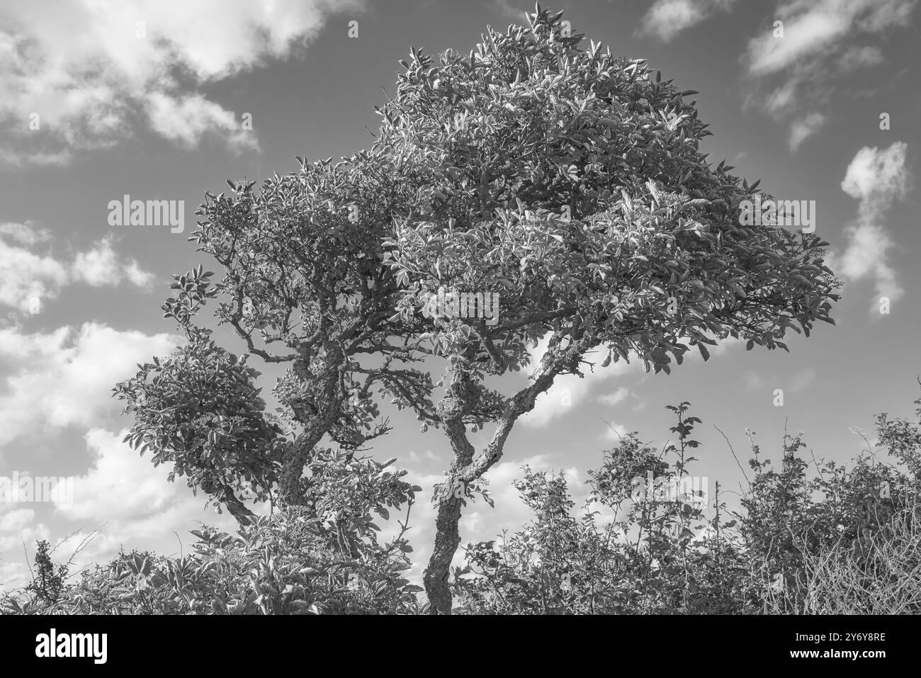 Einfarbig, Outdoor und Bäume mit Natur, Umwelt und umweltfreundlich mit Landschaft, Pflanzen und Park. Leer, schwarz und weiß mit Wachstum Stockfoto