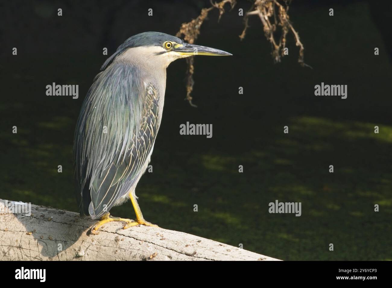 Streifenreiher (Butorides striata), Erwachsener auf einem Baumstamm neben einem Teich, Bharatpur, Dehli, Indien. Stockfoto