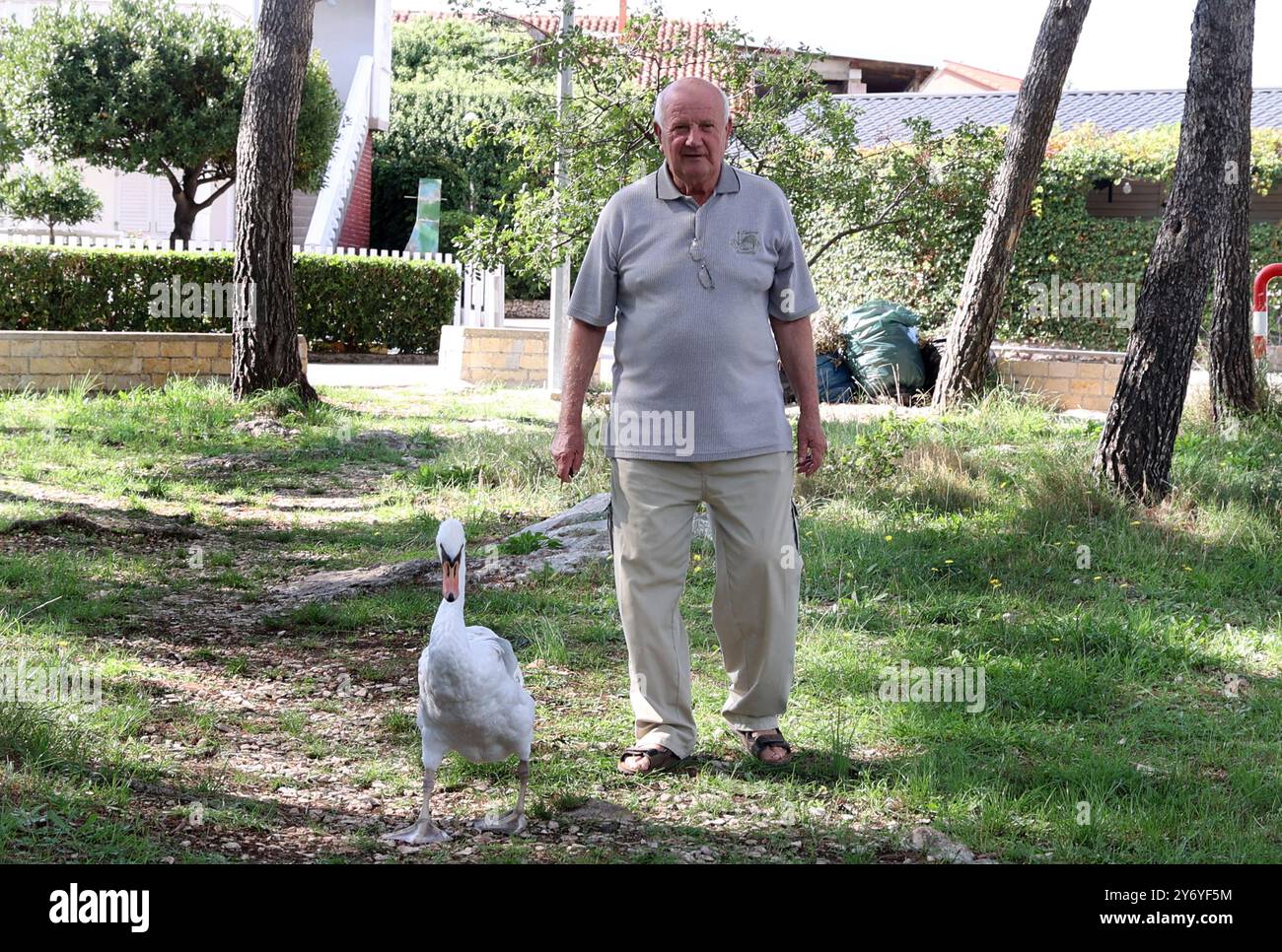 Sibenik, Kroatien. September 2024. Ein unglückliches Ereignis, ein gebrochener Flügel eines Schwans, veränderte zwei Leben. Der verwundete Schwan erreichte Gojko Mijalicas Haus. Gojko brachte ihn zum Tierarzt und nachdem er medizinische Hilfe erhalten hatte und seinen Flügel amputierte, veränderte das unglückliche Ereignis ihr Leben und verwandelte es in eine unzerbrechliche Freundschaft. Der Schwan betrat Gojkos Hof, er wählte den Ort, um sein Leben fortzusetzen, und seitdem gehen die beiden zusammen, gehen schwimmen oder kurz gesagt, sie lebten weiterhin glücklich zusammen. Quelle: Pixsell/Alamy Live News Stockfoto