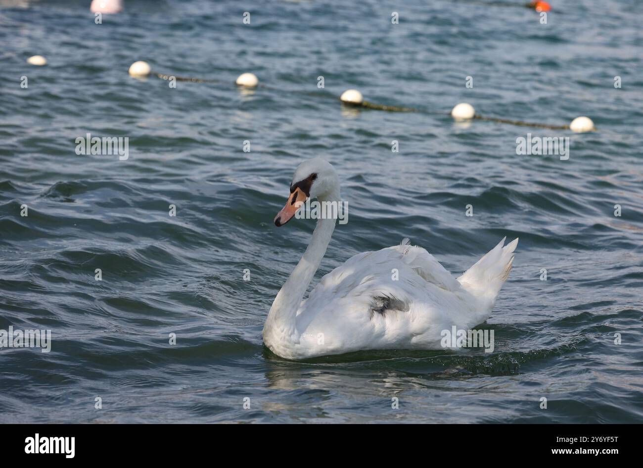 Sibenik, Kroatien. September 2024. Ein unglückliches Ereignis, ein gebrochener Flügel eines Schwans, veränderte zwei Leben. Der verwundete Schwan erreichte Gojko Mijalicas Haus. Gojko brachte ihn zum Tierarzt und nachdem er medizinische Hilfe erhalten hatte und seinen Flügel amputierte, veränderte das unglückliche Ereignis ihr Leben und verwandelte es in eine unzerbrechliche Freundschaft. Der Schwan betrat Gojkos Hof, er wählte den Ort, um sein Leben fortzusetzen, und seitdem gehen die beiden zusammen, gehen schwimmen oder kurz gesagt, sie lebten weiterhin glücklich zusammen. Quelle: Pixsell/Alamy Live News Stockfoto