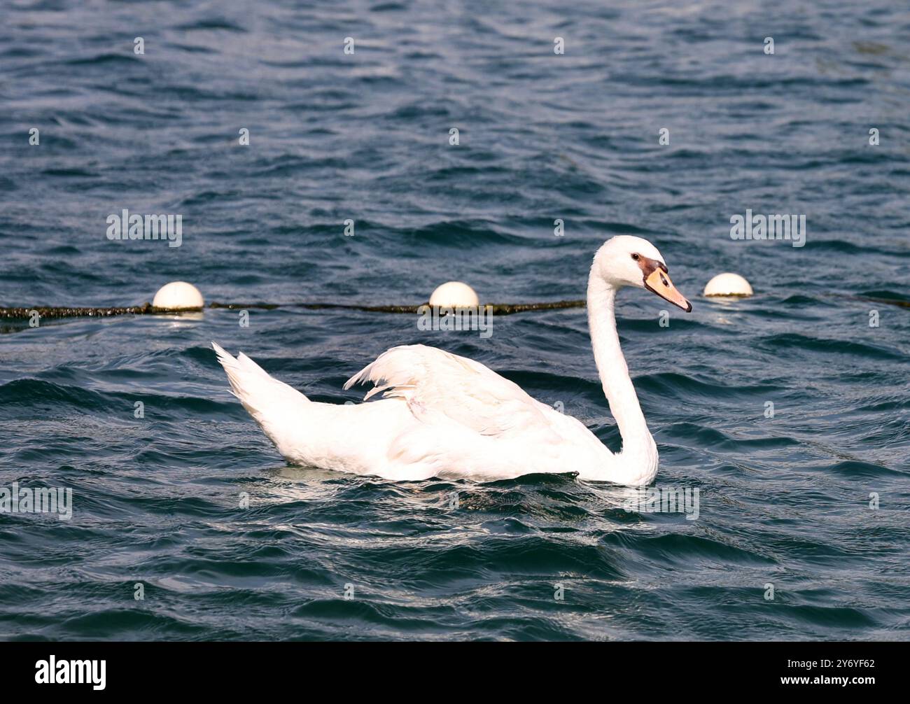 Sibenik, Kroatien. September 2024. Ein unglückliches Ereignis, ein gebrochener Flügel eines Schwans, veränderte zwei Leben. Der verwundete Schwan erreichte Gojko Mijalicas Haus. Gojko brachte ihn zum Tierarzt und nachdem er medizinische Hilfe erhalten hatte und seinen Flügel amputierte, veränderte das unglückliche Ereignis ihr Leben und verwandelte es in eine unzerbrechliche Freundschaft. Der Schwan betrat Gojkos Hof, er wählte den Ort, um sein Leben fortzusetzen, und seitdem gehen die beiden zusammen, gehen schwimmen oder kurz gesagt, sie lebten weiterhin glücklich zusammen. Quelle: Pixsell/Alamy Live News Stockfoto