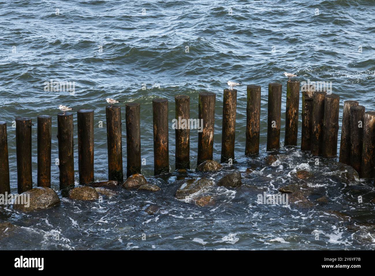 Die Seagullls sind auf einem alten hölzernen Bruchwerk. Ostseeküste, Zelenogradsk, Kaliningrad Oblast, Russland Stockfoto