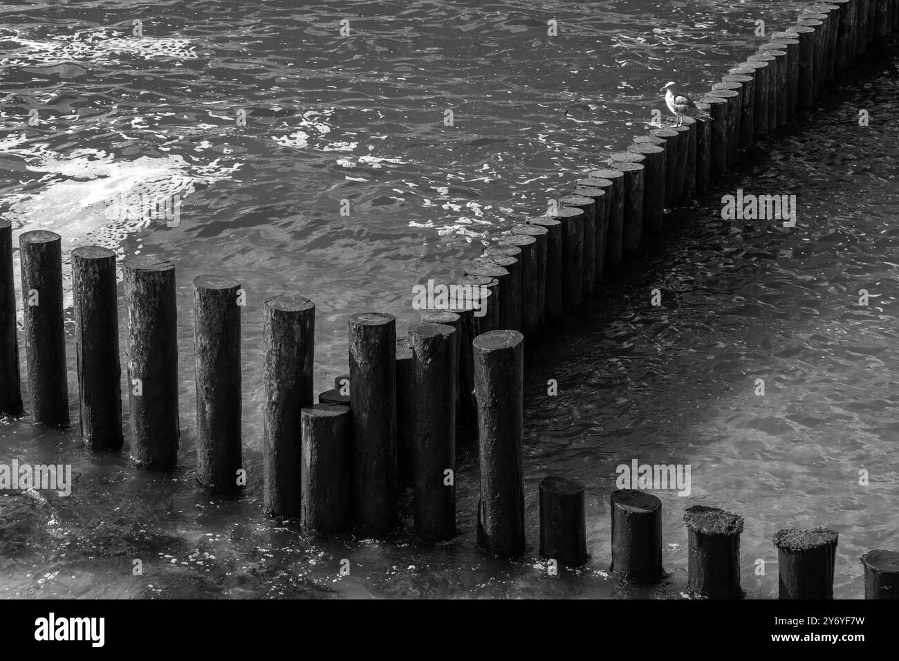 Seagulll ist auf einem alten hölzernen Bruchwerk. Ostseeküste, Zelenogradsk, Kaliningrad Oblast, Russland. Schwarzweiß-Fotografie Stockfoto
