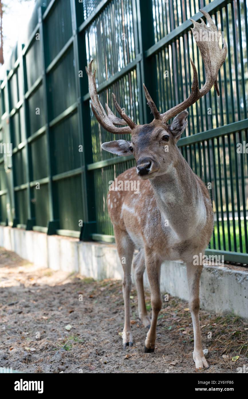 Der junge gefleckte Hirsch im Gehege sieht geradeaus Stockfoto