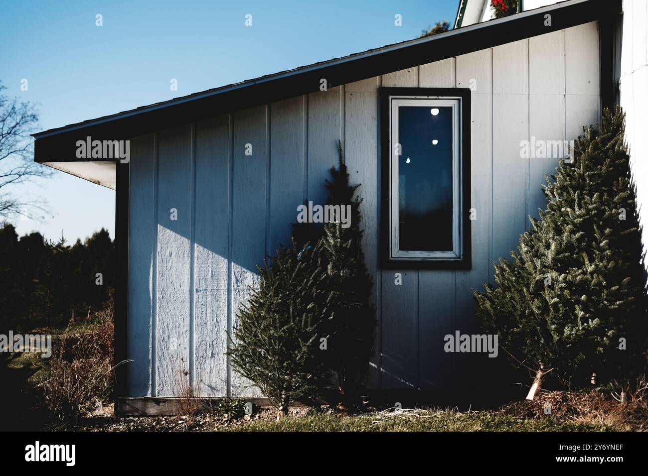 White Christmas Tree Farm Scheune an einem Wintertag im November Stockfoto