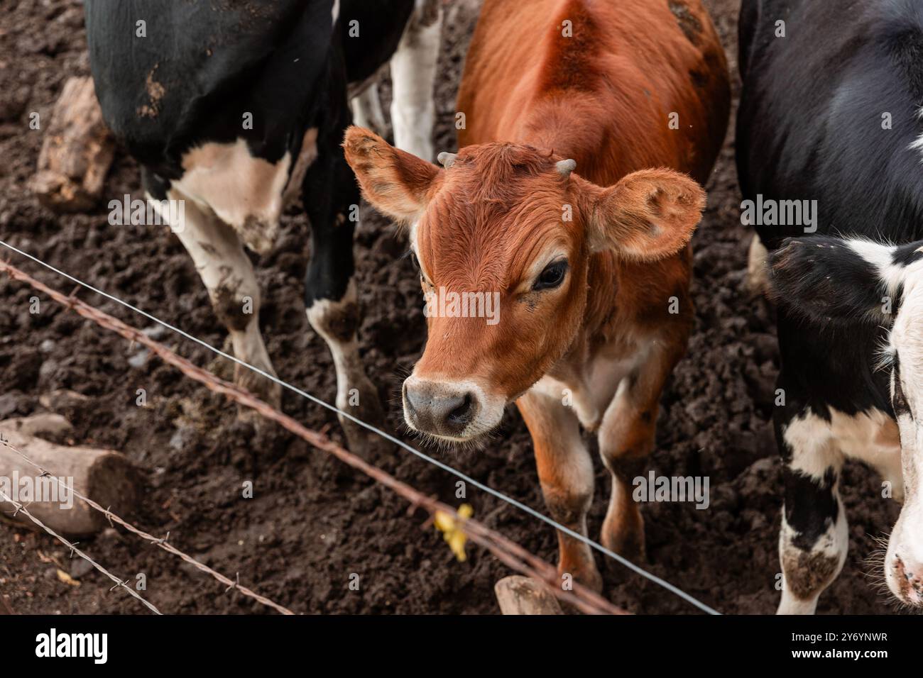 Kleines braunes Kalb in matschigem Stift Stockfoto