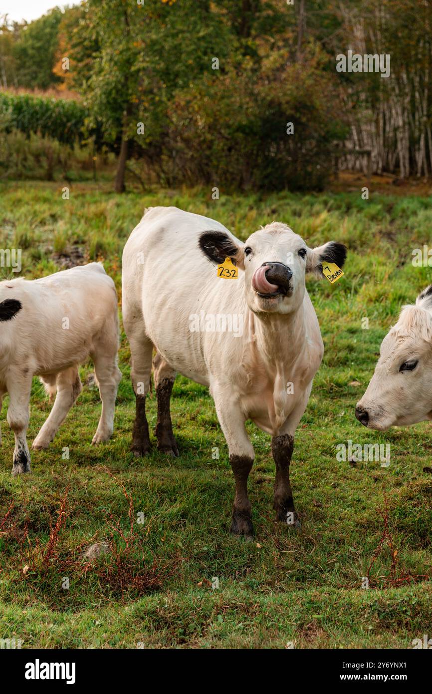 Weiße Kuhlecknase auf der Weide Stockfoto