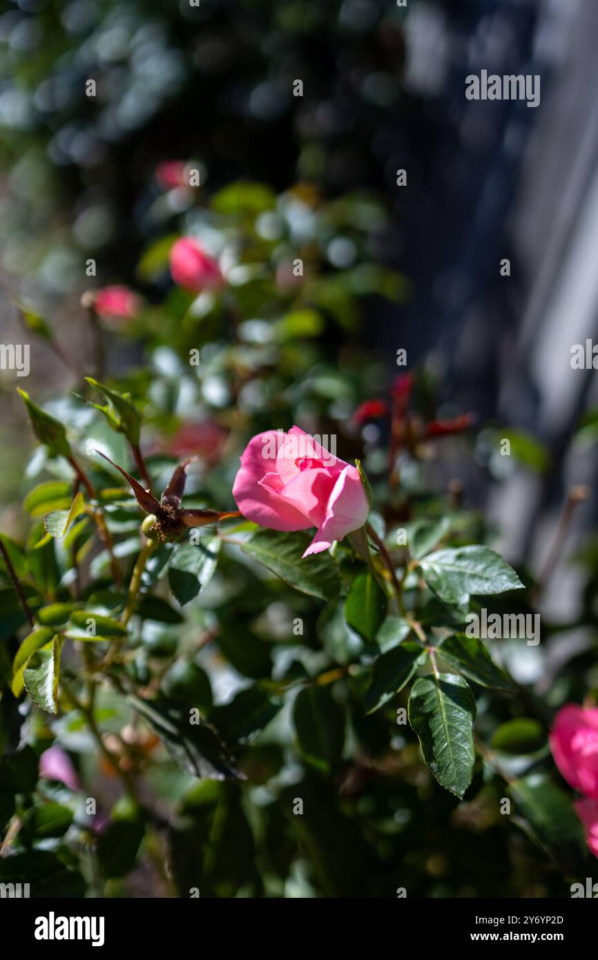 Rosa Rosenknospe in einem Garten mit sanfter, natürlicher Beleuchtung Stockfoto