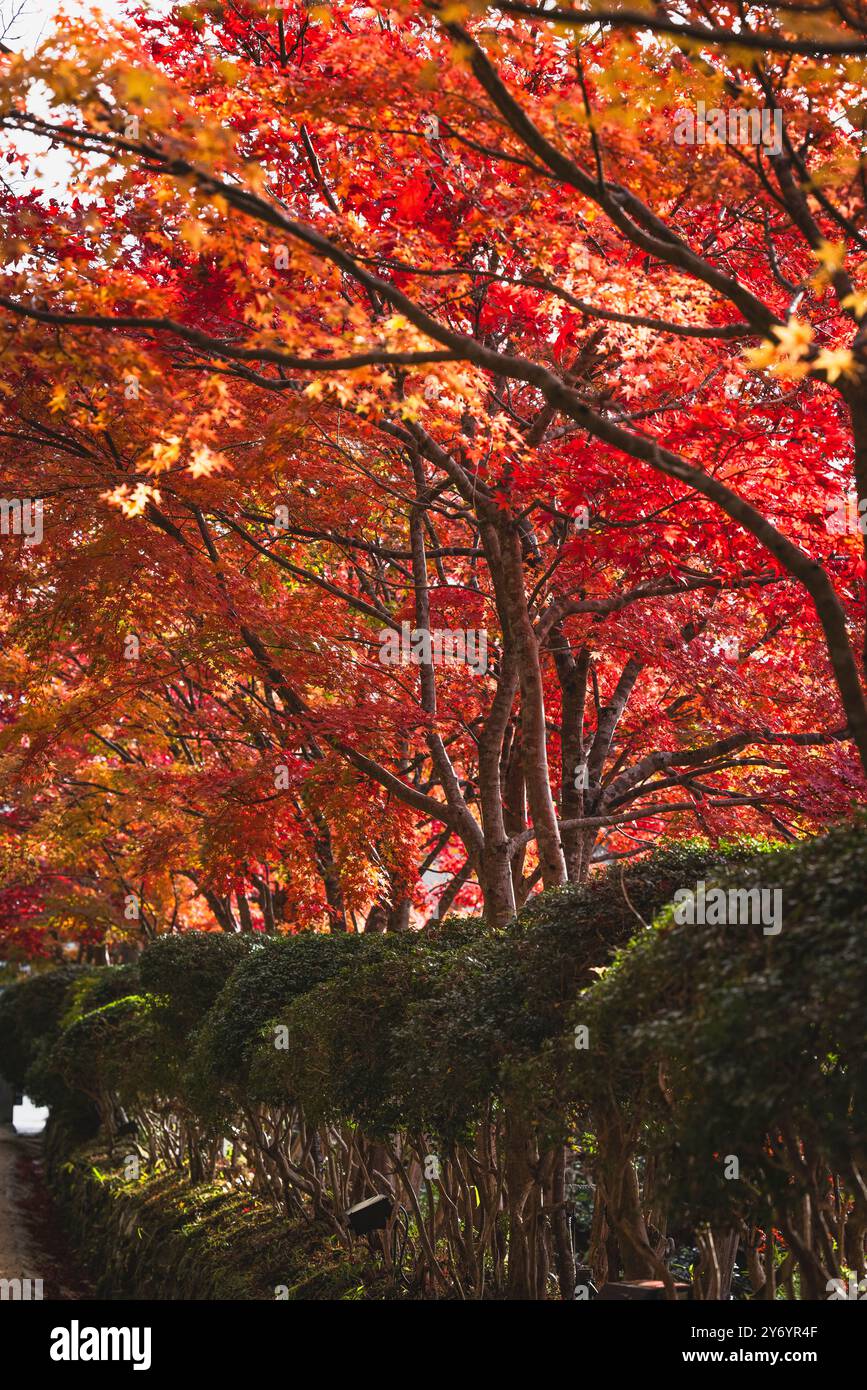 Rote Farben im Herbst von Koya Stockfoto