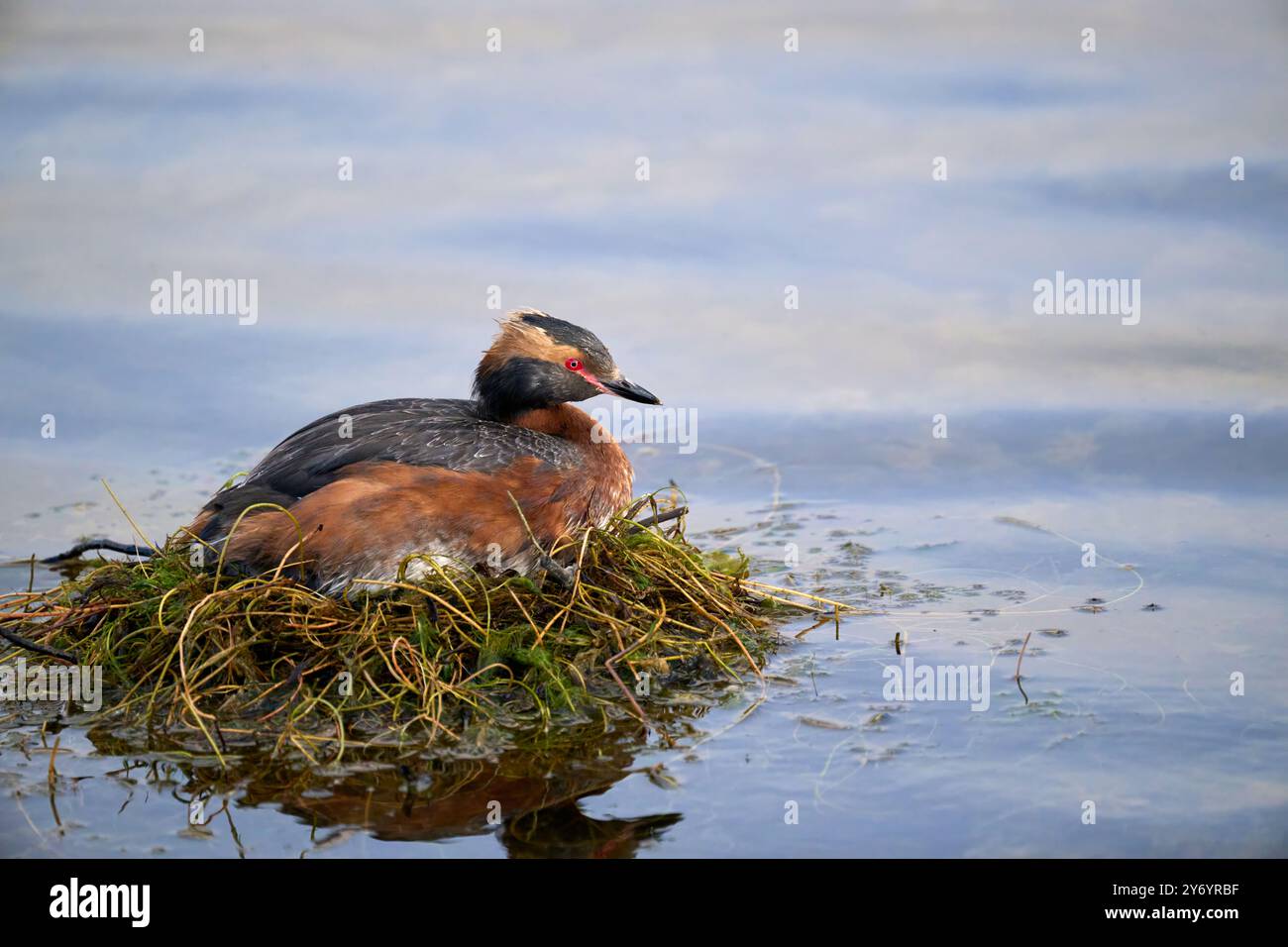 Kleiner Vogel, der auf Heunest im Wasser ruht Stockfoto