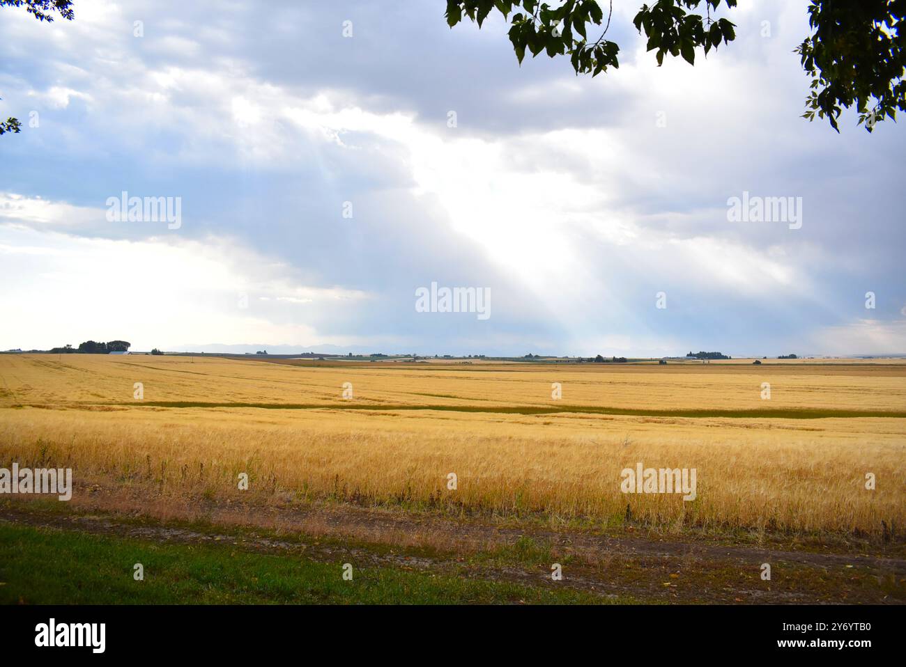 Gelbes Weizenfeld mit Sonnenstrahlen, die durch Wolken leuchten Stockfoto