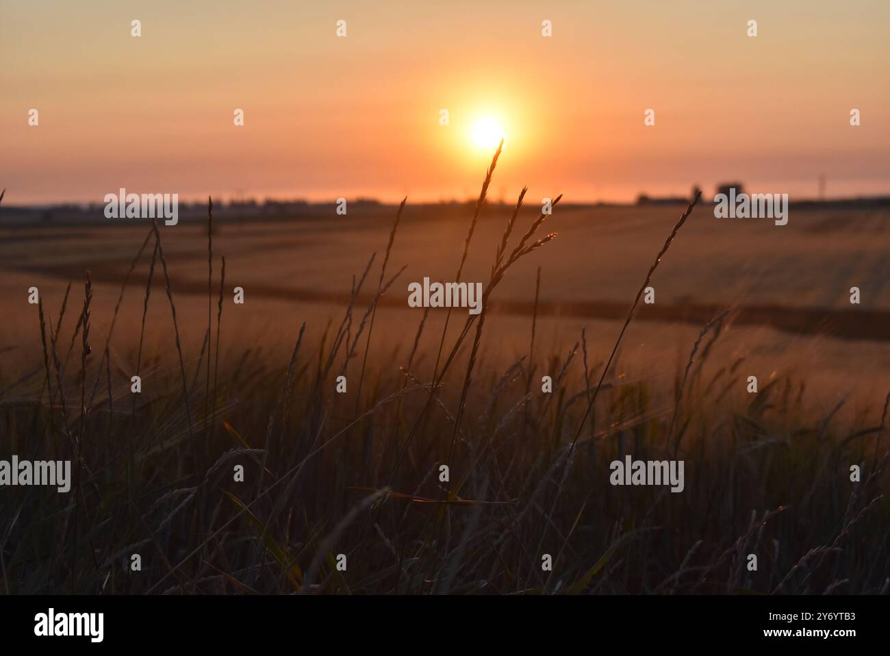 Getreideschneidklingen während eines Sonnenaufgangs am Morgen Stockfoto