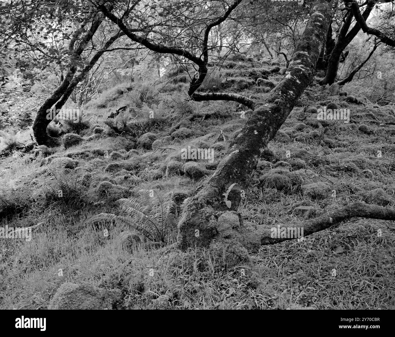 Blick auf den neolithischen Cnocan nan Gobhar (Hügel der Ziegen) in einem Wald über dem nordöstlichen Ufer des Abhuinn Cille Mhaire, Kilmarie, Isle of Skye, Schottland Stockfoto