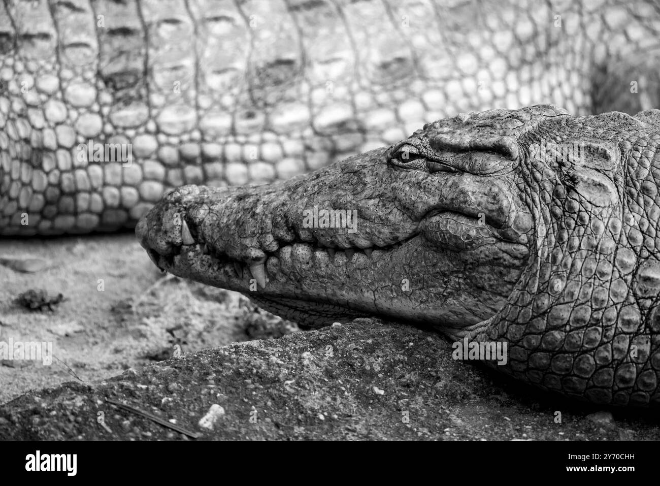 Eine Nahaufnahme eines Krokodils im Uganda Wild Life Education Centre (UWEC) in Entebbe Uganda. Foto von Matthias Mugisha. Stockfoto