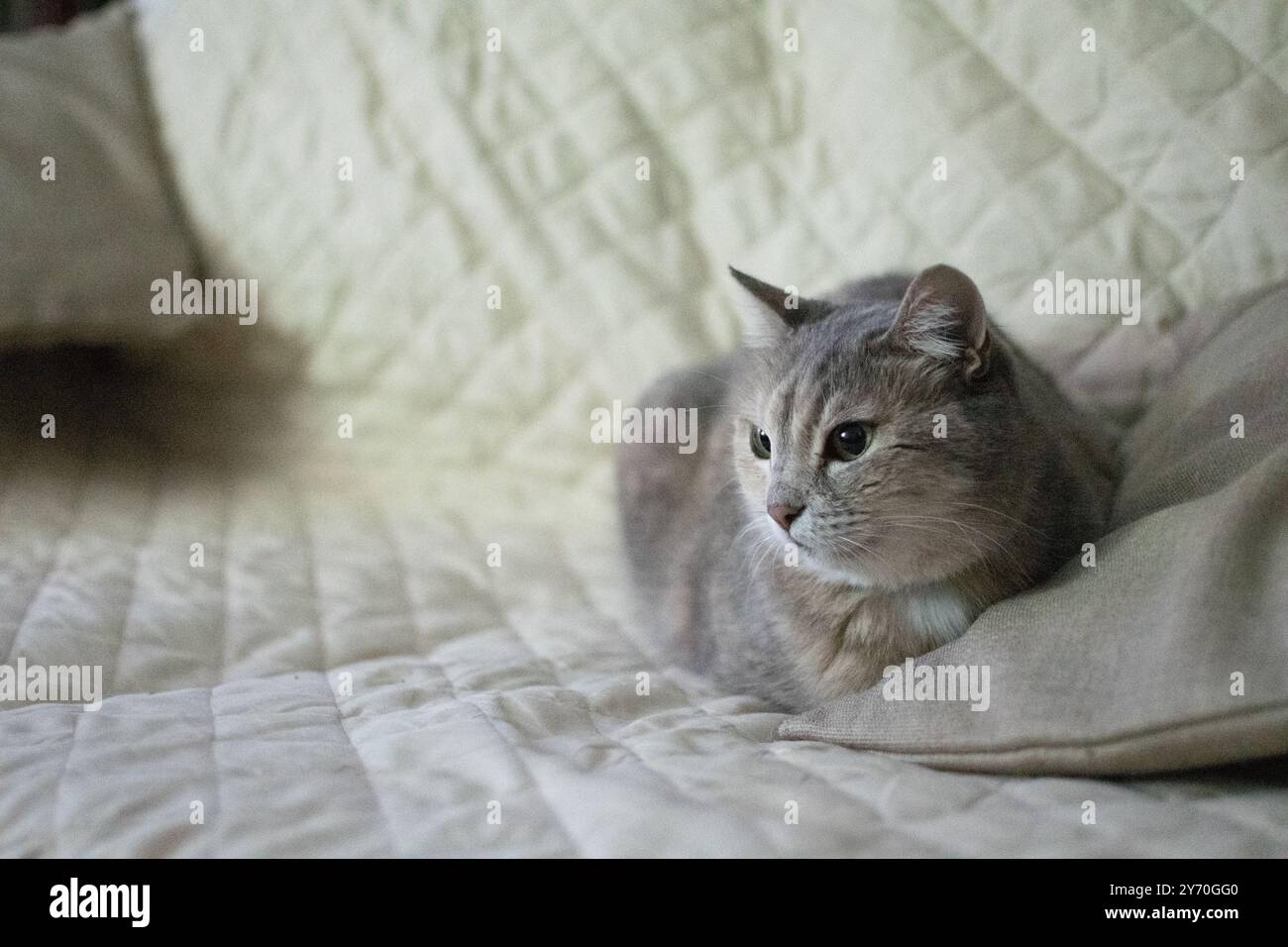 Schöne graue Katze Stockfoto