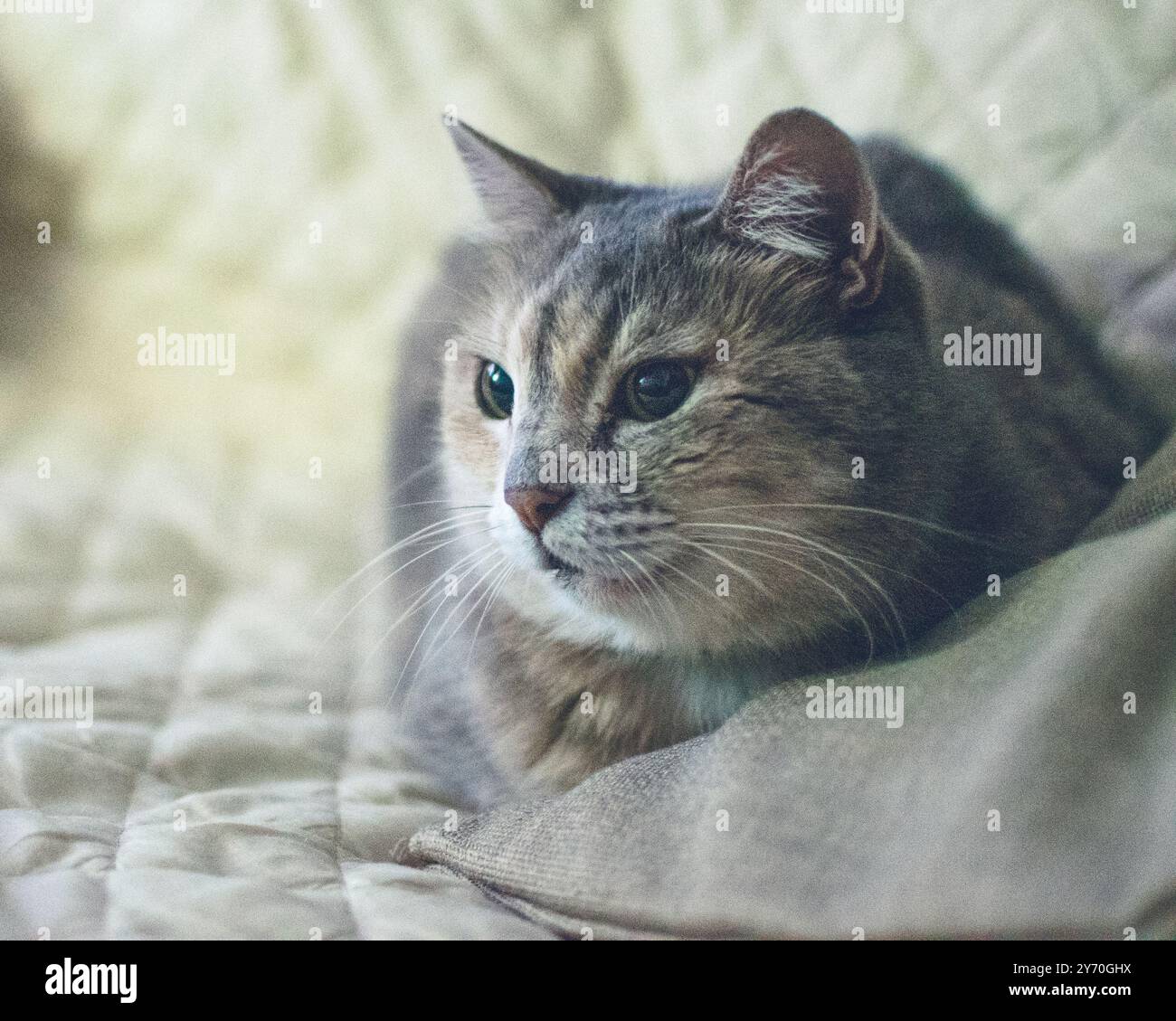 Schöne graue Katze Stockfoto