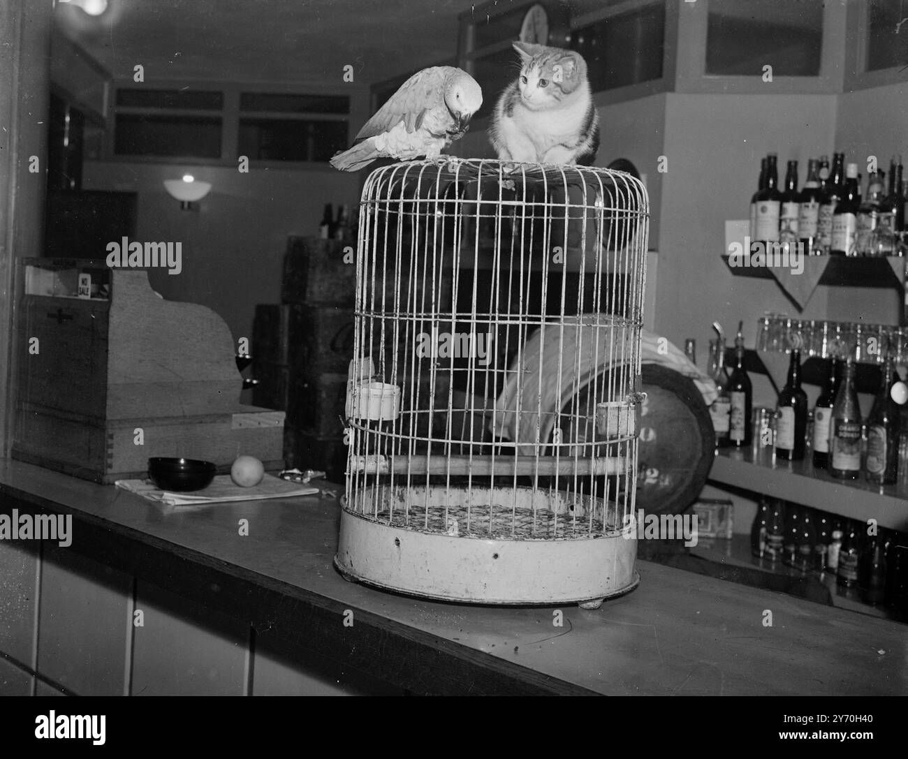 Der SOZIALE SICHERHEITSVORTEIL eines Käfigs als Wohnraum besteht darin, dass der Insasse nicht nur drinnen gehalten wird, sondern auch Außenstehende ferngehalten werden. Dieser Vorteil Polly , ein Dudley ( Worcestershire ) Zoo Parrot , ist bereit , aufzugeben , wenn der Besucher Kitty ist , ein Café Kätzchen . Kitty ruft täglich Polly an , sitzt schnurrend auf dem Käfig , bis Polly zum Spielen herauskommt . Auf diesem Bild wurde KITTY von POLLY auf den Käfig gesetzt . Und sie scheinen einen Klatsch so sehr zu genießen wie zwei verschämte Menschen. September 1949 Stockfoto