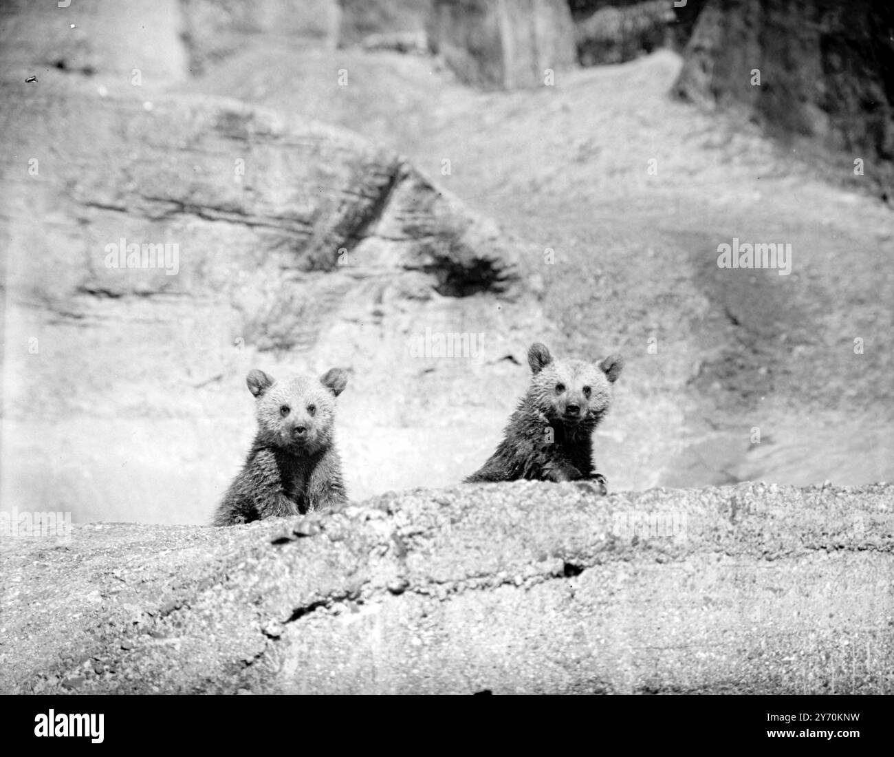 DIE Welt DES WUNDERS für die Jungen die ganze Welt ist neu - und zwei kleine Gesichter blicken über den Rand eines Beckens im Londoner Zoo, um sicherzustellen , dass ihnen nichts fehlt , was für zwei kleine syrische Braunbären von Interesse sein könnte . Die neugierigen Babys , die ein Be the unterbrachen , um ihre Neugier zu befriedigen , sind die Nachkommen von Pickles und Minnie . 25. April 1949 Stockfoto