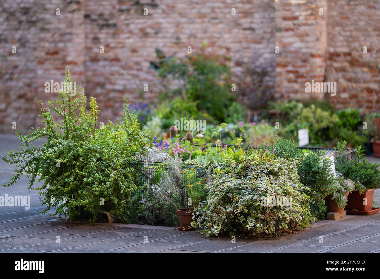 Urbaner Gemeindegarten Hintergrund. Efeu (Hedera helix) im Vordergrund. Städtischer Garten in Baia del Re in Cannaregio. Stockfoto