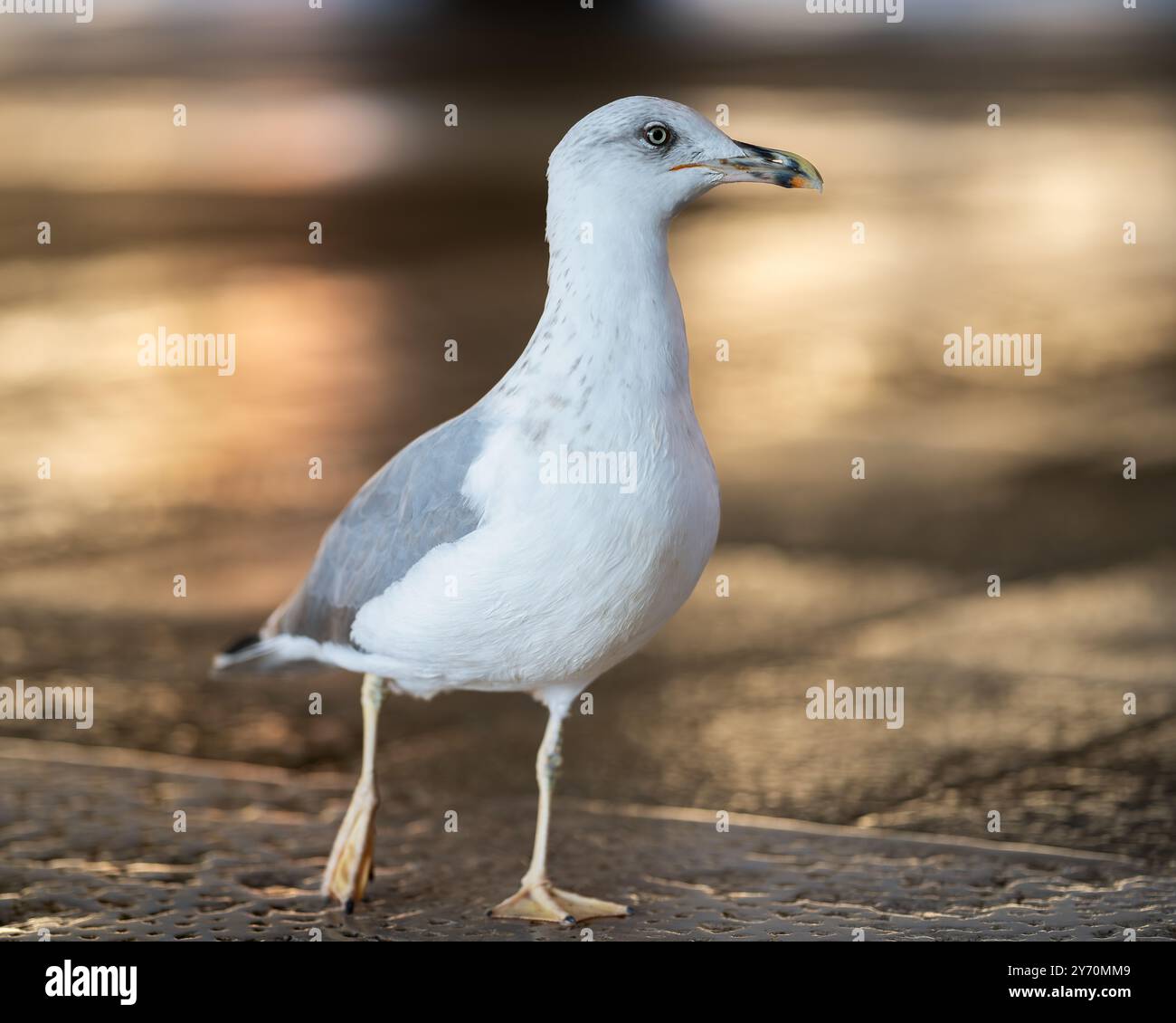 Juvenile Gelbbeinmöwe ( (Larus michahellis) auf dem Rialto Fish Market während der goldenen Stunde. Möwe auf dem Fischmarkt nach dem Markttag. Stockfoto