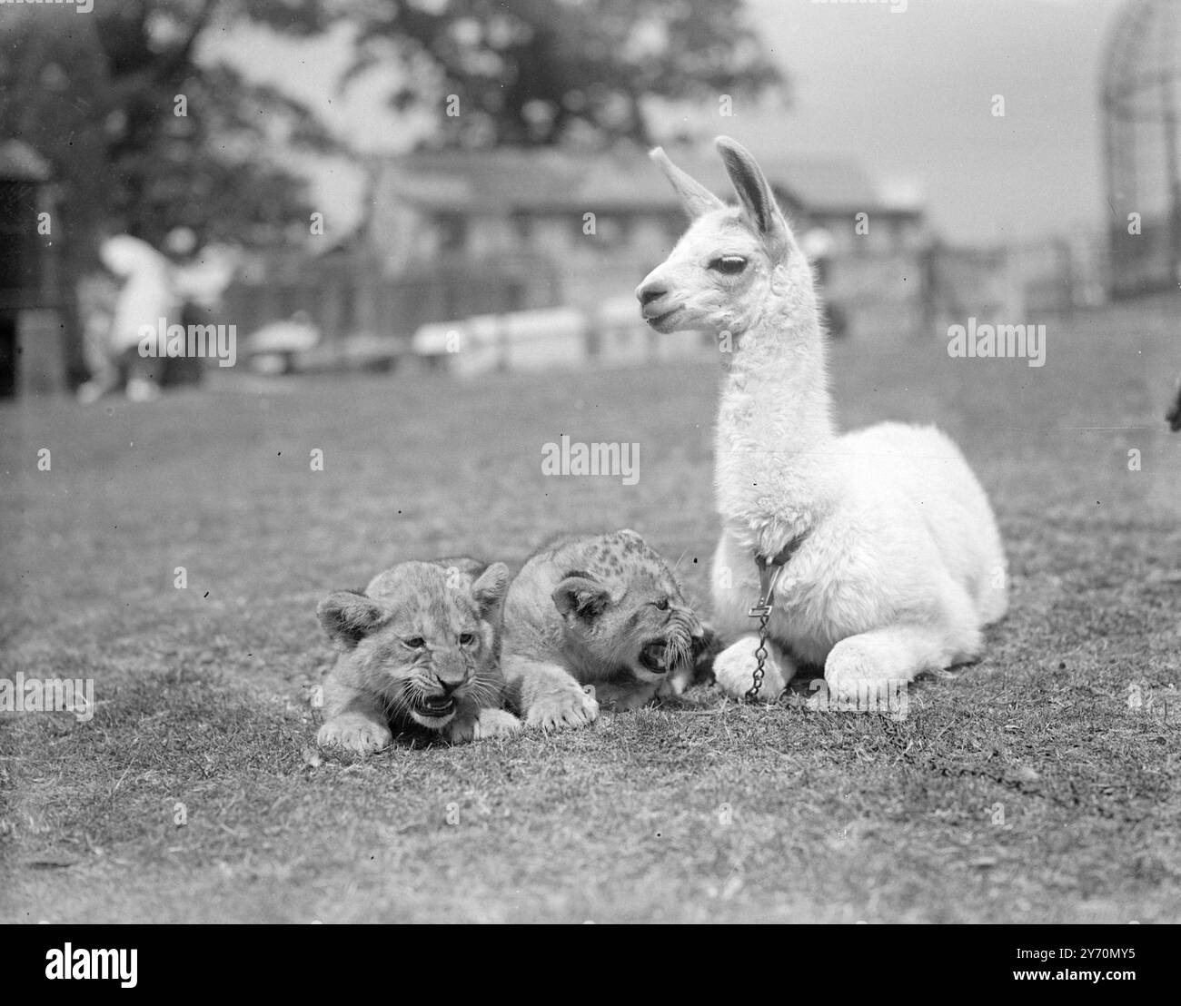 Dieses Baby-Lama aus dem Chessington Zoo in Surrey blickt auf Frostily und hat eine gute Verachtung für das laute Verhalten der Löwenjungen Margaret und Elizabeth. Trotz der offensichtlichen Unterschiede in den Temperamenten sind die drei Jugendlichen auf exzellenten Bedingungen. Juli 1949 Stockfoto