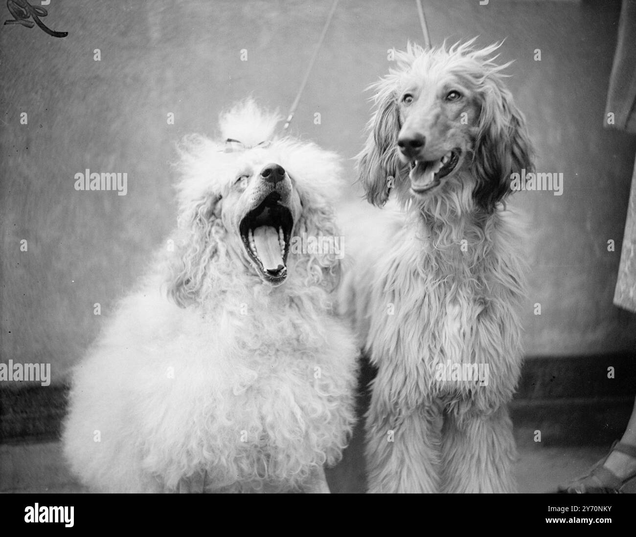 CHATEUSE OF AJACCIO, ein französischer Pudel, im Besitz von Mrs. F.darby aus Rickmansworth (herts), konnte einem Gähnen nicht widerstehen, während er darauf wartete, in der Hundeshow der Wembley and District Canine Society in Kew, Surrey, heute verurteilt zu werden. Ihr Gefährte ist PINHOE GOLDEN ARROW, ein afghanischer Hund, der Mrs. Gehört Derbys Tochter, wirklich eine Familienangelegenheit. Juli 1949 Stockfoto