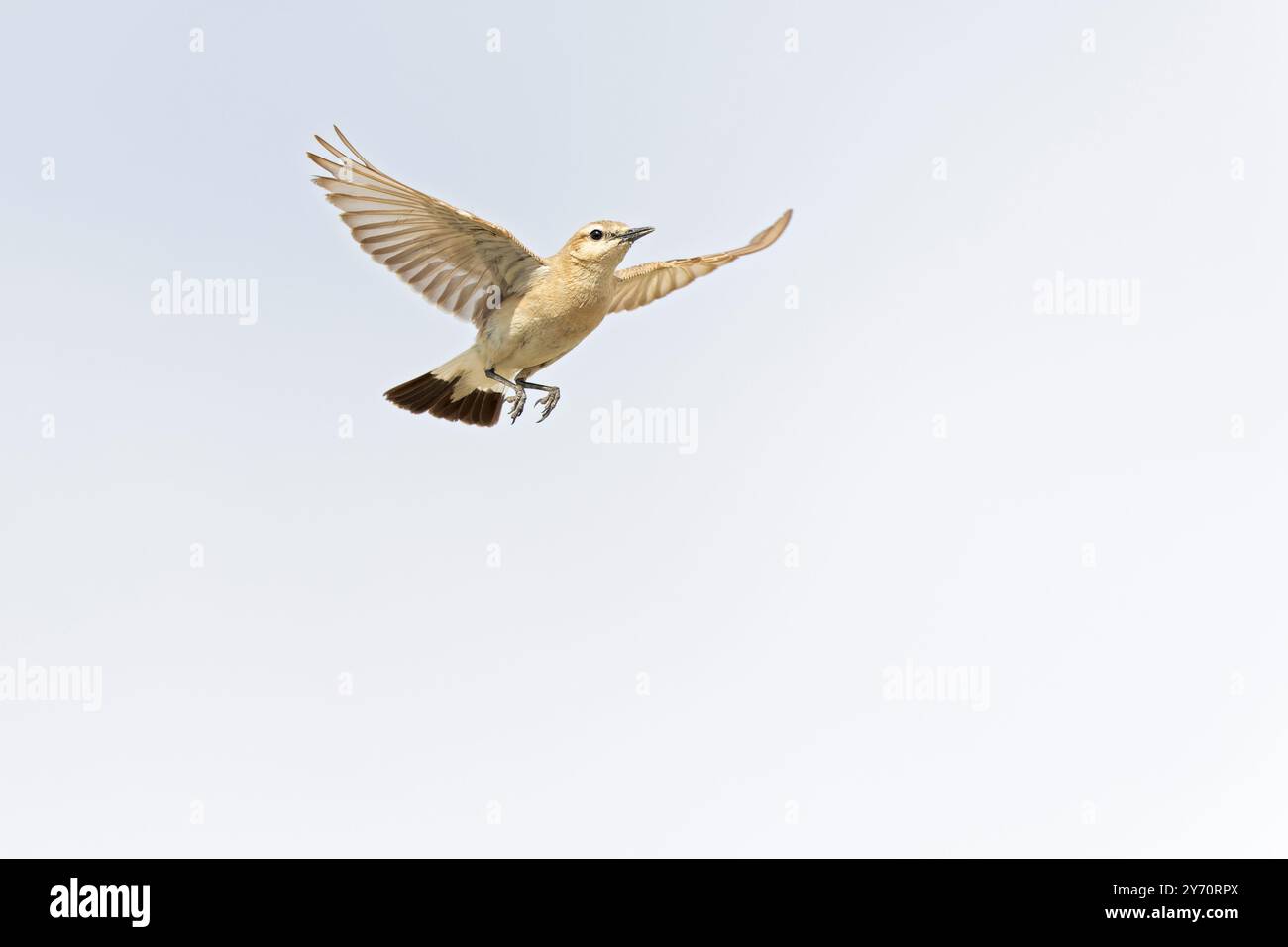 Ein isabelliner Spitzhaufen (Oenanthe isabellina) im Flug. Stockfoto